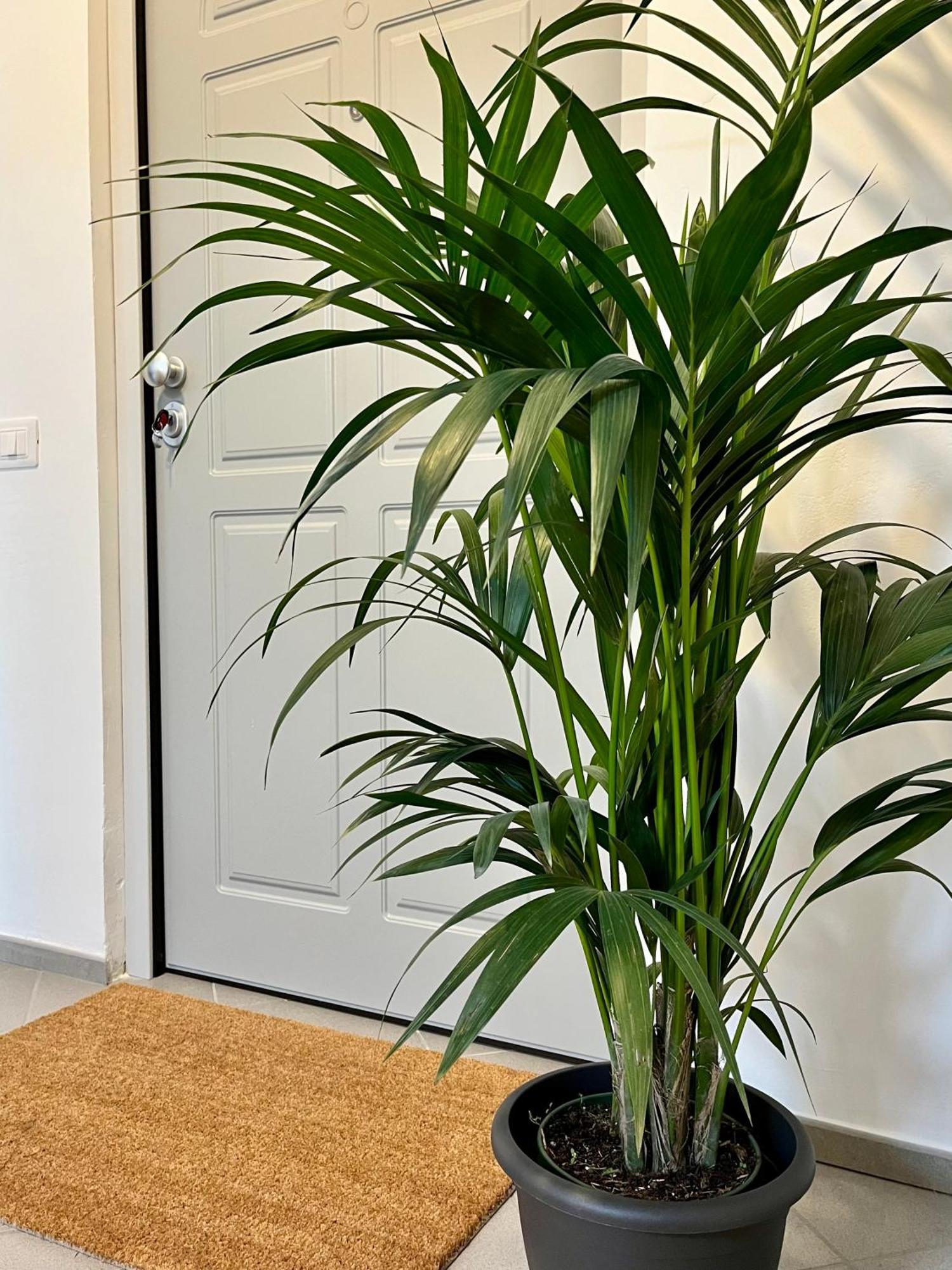 San Martino Holiday Apartments Nizza Monferrato Eksteriør billede